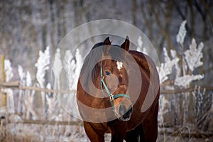 Portrait of a horse