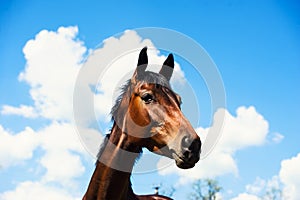 portrait of a horse on a background of blue sky