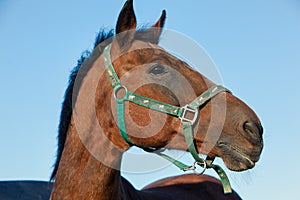 Portrait of a horse on background blue sky