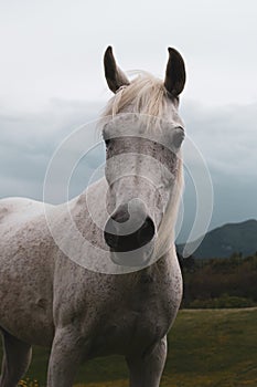 Portrait of a horse: beautiful, female, white or grey arabian horse in country house. Farm life