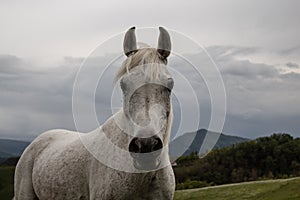 Portrait of a horse: beautiful, female, white or grey arabian horse in country house. Farm life