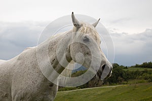 Portrait of a horse: beautiful, female, white or grey arabian horse in country house. Farm life