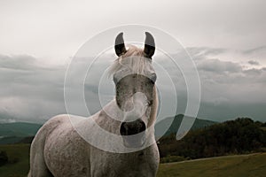 Portrait of a horse: beautiful, female, white or grey arabian horse in country house. Farm life