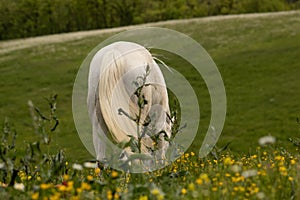 Portrait of a horse: beautiful, female, white or grey arabian horse in country house. Farm life