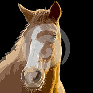 Portrait of a horse on a black background. Vector illustration.