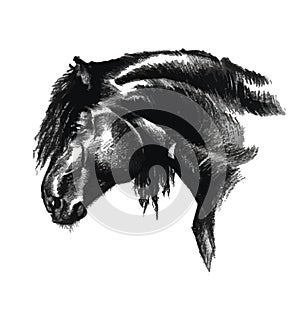 Portrait of horse in black and white art drawing