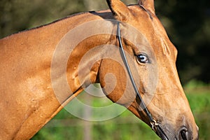 Portrait of  horse with blue eye of Akhalteke breed. close up