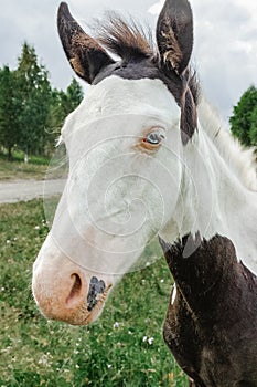 Portrait of horse with blue eyes