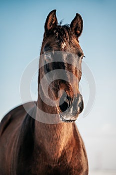 Portrait of the Horse with the blue sky