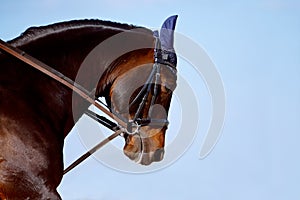 Portrait of a horse in a bridle