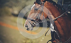 Portrait horse in the bridle. Equestrian sport