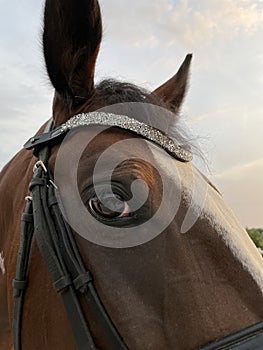 Portrait of horse with bridle and rein