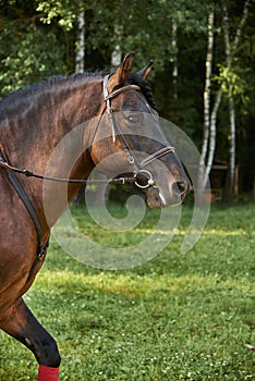 Portrait of a horse in a bridle on a sunny summer day.