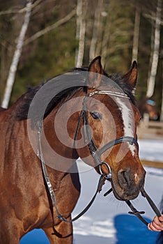 Portrait of a horse in a bridle on a sunny winter day