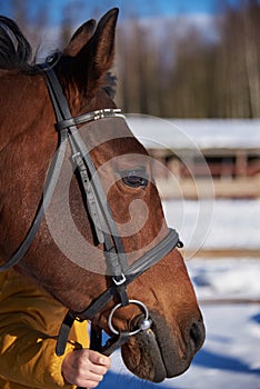 Portrait of a horse in a bridle on a sunny winter day
