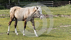 Portrait horse with classic blue eyes. Animal, instagram and photo concept