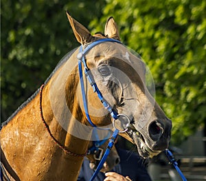 Portrait horse close up.