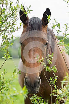 Portrait of a horse in close-up. The Mare looks at the camera through the willow bushes.