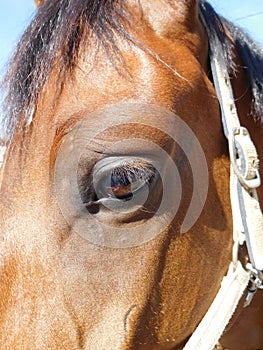Portrait of a horse close up, side view, eye and bangs