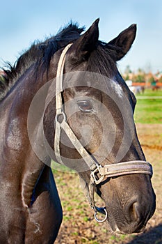 Portrait of a horse closeup