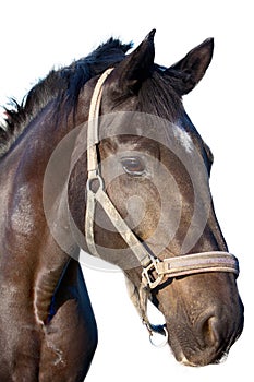 Portrait of a horse closeup on white background
