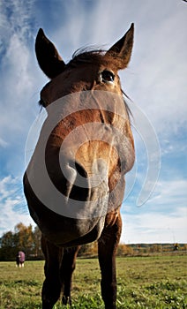 Portrait of horse colt at sky background