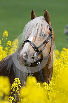 Portrait of horse in the colza field photo