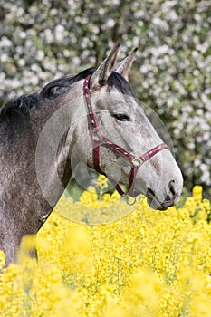 Portrait of horse in the colza field