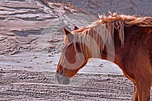 Portrait of Horse Corolla