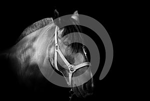 Portrait of a horse on dark background