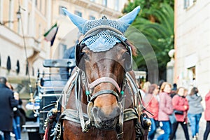 Portrait of horse-drawn carriage horse