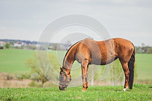 Portrait of horse eating grass in green meadow