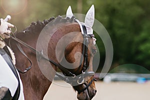 Portrait of horse at an equestrian competition. close-up. dressage or outdoor training