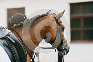 Portrait of horse at an equestrian competition. close-up. dressage or outdoor training