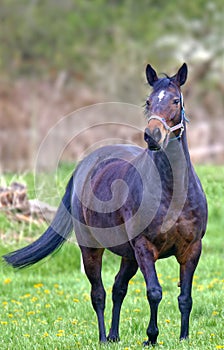 Portrait of a horse Equus ferus caballus Portrait eines Pferdes