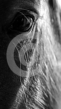 Portrait of a horse. Eye of a horse. Close up.