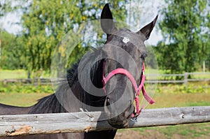 Portrait of a horse in a field behind a fence