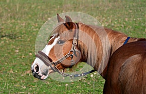 Portrait of a horse, flaxen chestnut photo
