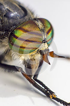 Portrait of a Horse-fly