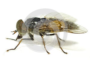 Portrait of a Horse-fly