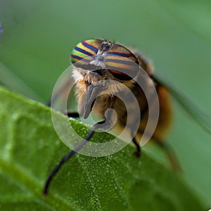 Portrait of a Horse-fly, Tabanidae