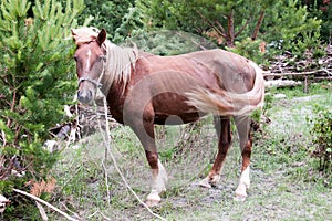 Portrait of a horse on a green meadow. Altai