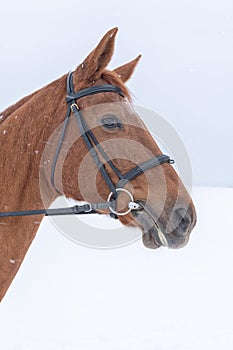Portrait of horse head in winter