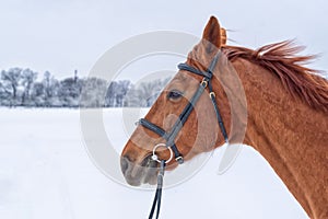 Portrait of horse head in winter