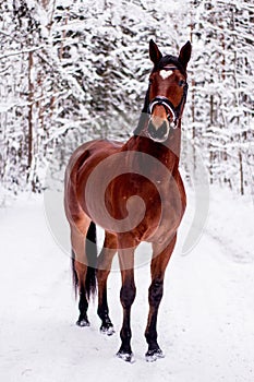 Portrait of horse with heart mark on the head