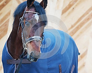 Portrait of horse in horse-cover