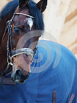 Portrait of horse in horse-cover