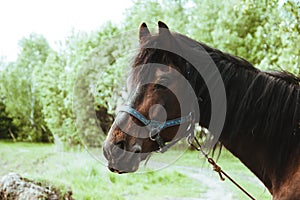 Portrait of a horse. Horse riding as a hobby