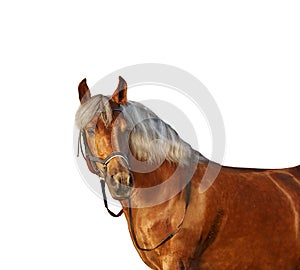 Portrait of a horse with light mane on a white background