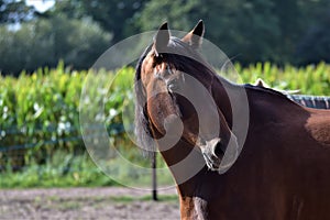 A portrait of a horse looking back, aginst a background of a cornfield and trees